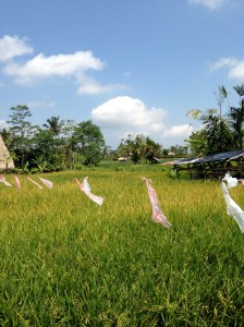 Rice Paddies